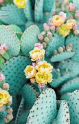 Image result for Barrel Cactus Bloom