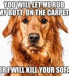 Image result for Dog Why Meme