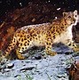 Image result for Cool Snow Leopard Wallpaper