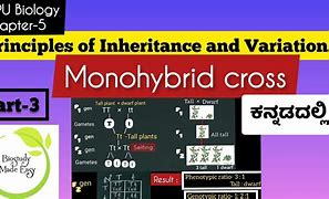 Image result for What Is a Monohybrid Cross