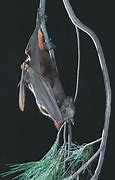 Image result for Little Red Flying Fox Bat