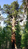 Image result for 20 Cubic Foot Tree