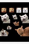 Image result for Suga Cat Meme