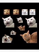 Image result for AVT Cat Meme