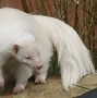Image result for Animals with Albinism