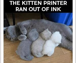 Image result for Full Cat Meme Printer