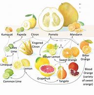 Image result for Lemon Grapefruit Hybrid