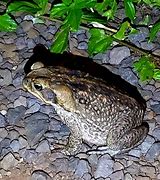 Image result for Largest Cane Toad