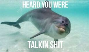 Image result for Dolphin Meme