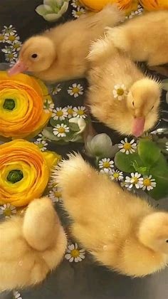 Pin by 🥀𝓡𝓸𝓼𝓮 🥀 on Animals World | Cute ducklings, Cute small animals, Pretty animals