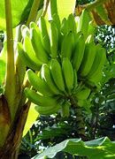 Image result for Apple Banana Tree
