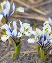 Billedresultat for Iris reticulata Eye Catcher