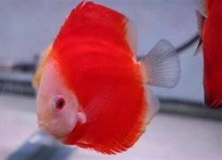Image result for Red Fuji Discus
