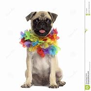 Image result for Lei Animal