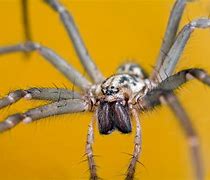 Image result for Spider That Flies