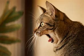 Image result for Yawn Kitty
