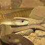 Image result for Black Mamba Snake Facts