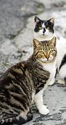 Image result for Stray Cats