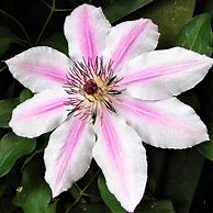 Image result for Clematis Nelly Moser