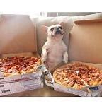 Image result for Dog Eat Pizza