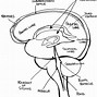 Image result for Realistic Brain Drawing