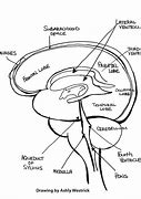 Image result for Detailed Brain Drawing