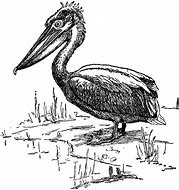 Image result for Pelican Pouch