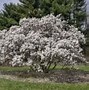 Image result for magnolia waterlily