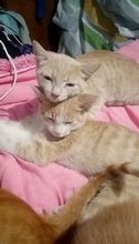 Image result for Russian Tabby
