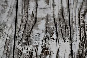 Image result for Forest Textures Black White