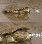 Image result for Turtle Meme Facebook