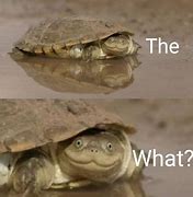 Image result for Cringe Turtle Meme