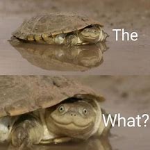 Image result for Turtle Shell Meme