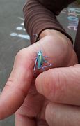 Image result for Blue Fairy Cricket