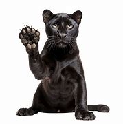 Image result for Transparent Black Panther Animal