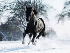 Image result for Black Horse Snow