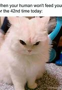 Image result for Funny Cat News