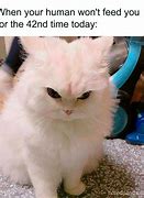 Image result for Cat Meme Format