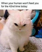 Image result for Cat Memes No Text