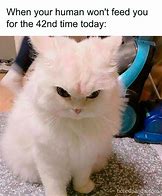 Image result for No Funny Cat Meme