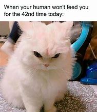 Image result for Cat Meme Original