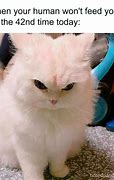 Image result for Top Internet Memes Cats