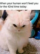Image result for Funny Cat Memes No Text