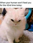 Image result for March Cat Meme