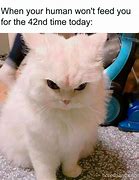 Image result for Funny Cat Meme Work