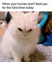 Image result for Types of Cat Meme