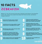 Image result for 10 Facts About Fish