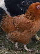Image result for Heirloom Chicken Breeds
