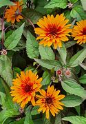 Image result for Heliopsis Funky Spinner