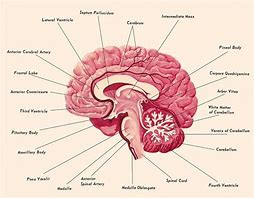 Image result for Three Main Parts Brain